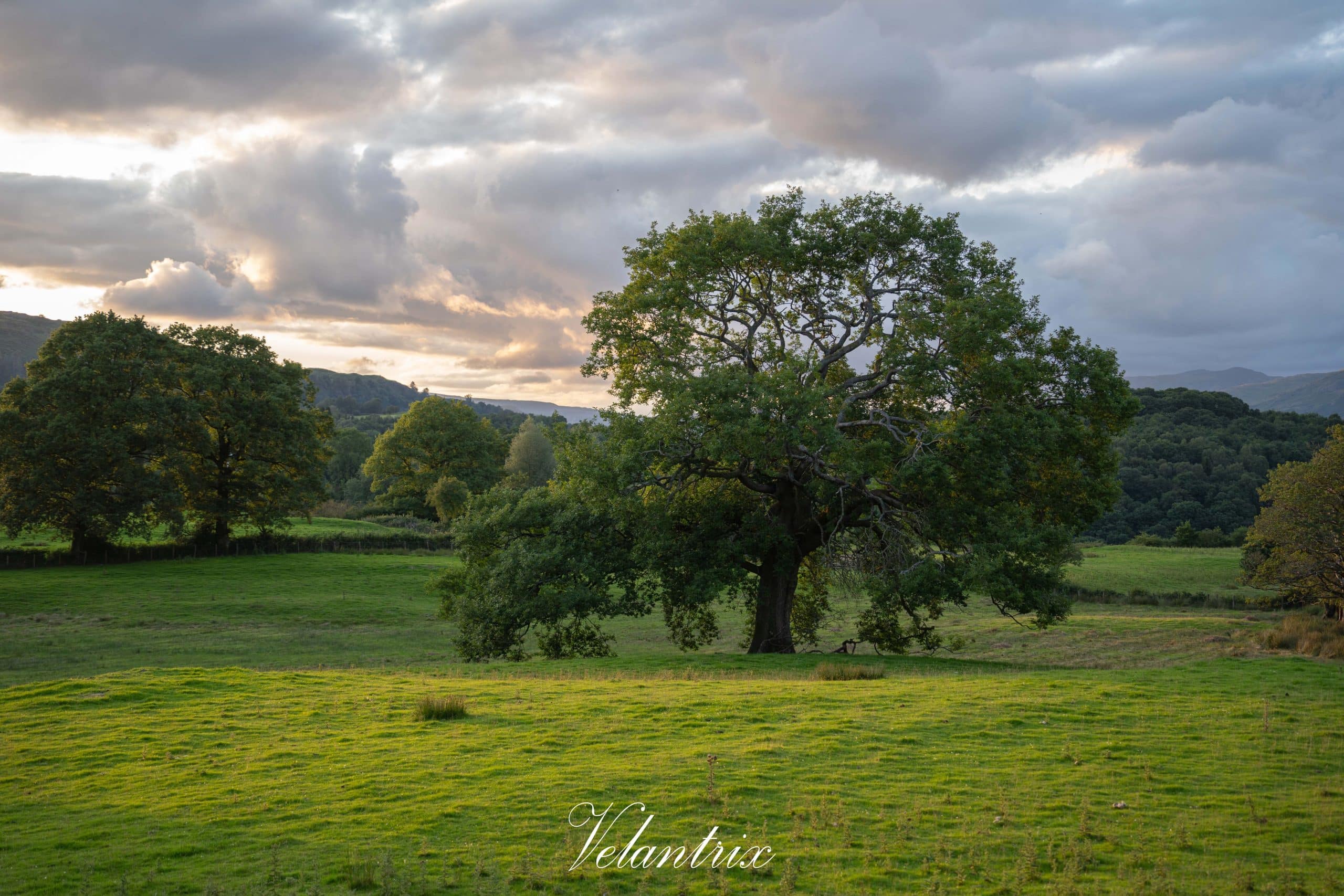 Stunning British Hills Landscape with Central Tree - Stock Photo